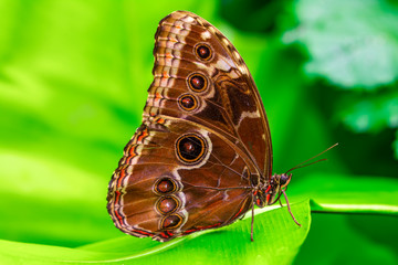 Blue Morpho, Morpho peleides, big butterfly sitting on green leaves, beautiful insect in the nature habitat

