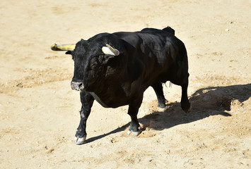 un fuerte toro español