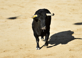 black bull with big horns