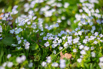 Beautiful garden flowers, summer flower background. Veronica filiformis Slender speedwell little blue flowers bloomed in the garden. Excellent natural background for spring theme. Selective focus.