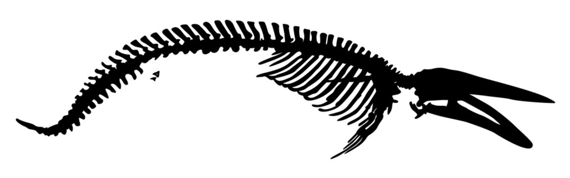  skeleton a whale vector