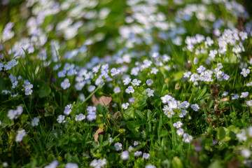 Beautiful garden flowers, summer flower background. Veronica filiformis Slender speedwell little blue flowers bloomed in the garden. Excellent natural background for spring theme. Selective focus.
