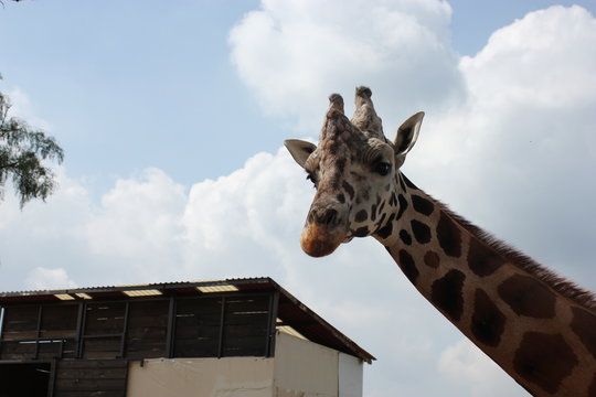 giraffa, animal, zoo, mamífero, fauna, cuello, inhospitalario, administrar, naturaleza, safari, alto, anhelar, retrato, giraffa, espacio publicitario, café, lengua, bebé