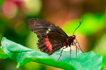 Closeup beautiful butterfly in a summer garden