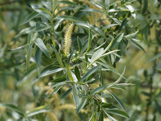 Feuillage vert argentés et chaton vert-jaune du Saule blanc (Salix alba)