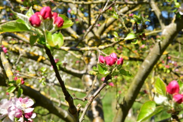 fruit trees blooming in the orchard in spring