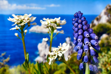 Details of a beautiful blue muscari flower in the spring in the meadow.
