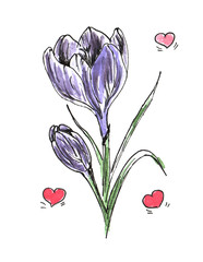 Beautiful doodle Crocus. Isolated flower on white background.