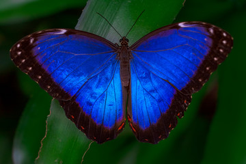 Macro Butterfly wing background Blue Morpho, Morpho peleides, big butterfly sitting on green leaves, beautiful insect in the nature habitat