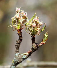 Buds on garden pear before flowering