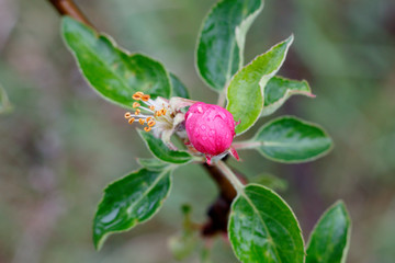 Apple Tree in Spring Blossom	