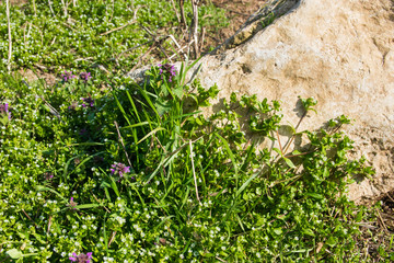 Spring garden with colorful  flowers.