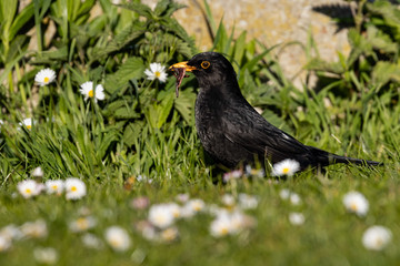 blackbird on the grass collecting worms