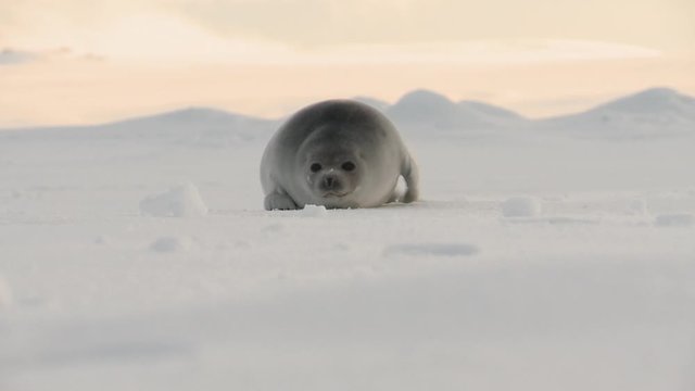 A young seal on the ice of the arctic sea.