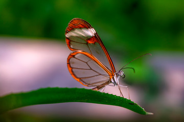 Glasswing Butterfly (Greta oto) in a summer garden.

