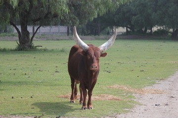 bull, toro, Wildebeest, ñu, nu