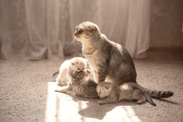 The cat is tired of naughty kittens