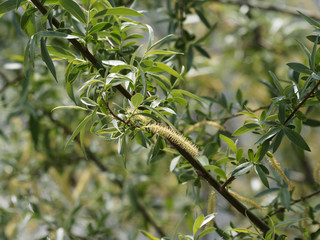 Salix alba - Saule blanc ou saule commun 