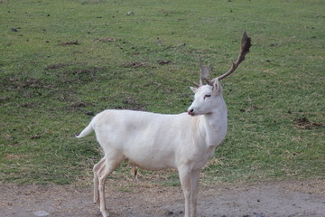 dear, venado, gacela