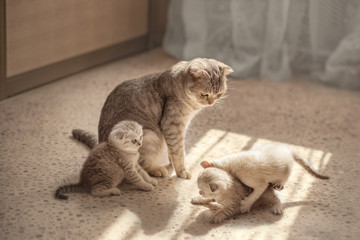 Cat watches kittens play