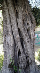 Old Tree