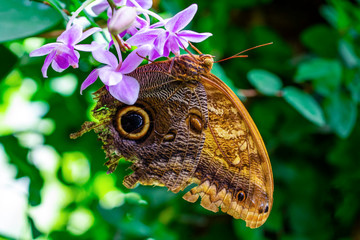 Closeup beautiful butterfly in a summer garden