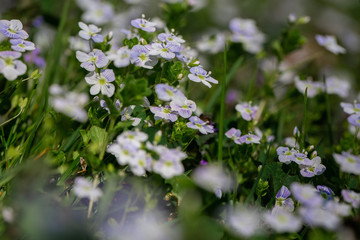 Beautiful garden flowers, summer flower background. Veronica filiformis Slender speedwell little blue flowers bloomed in the garden. Excellent natural background for spring theme. Selective focus.