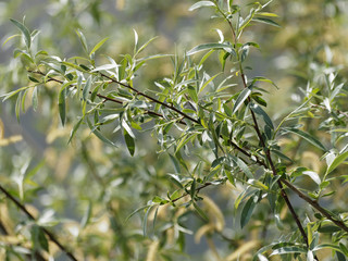 Salix alba - Saule blanc ou saule commun aux rameaux couvert de feuilles étroites, lancéolées teintées de vert argenté et de nombreux chatons vert-jaune