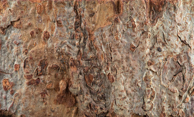 Natural wooden bark of tree texture background