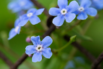 Beautiful, blue, fragrant Myosotis flowers, on a blurred background of greenery and an old rusty chain-link fence. Macro.