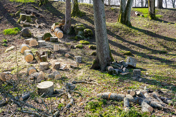 storm felled tree trunk sawn into short pieces