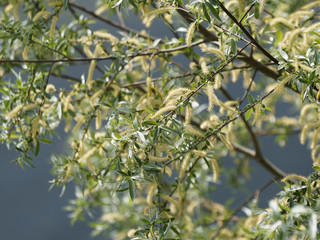 Salix alba - Saule blanc ou saule commun aux rameaux couvert de feuilles étroites, lancéolées teintées de vert argenté et de nombreux chatons vert-jaune