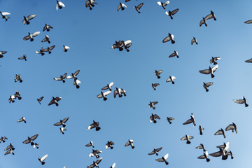 birds in flight