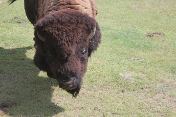 bull, bison, bisonte