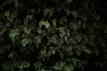 naturaleza verde en el bosque	