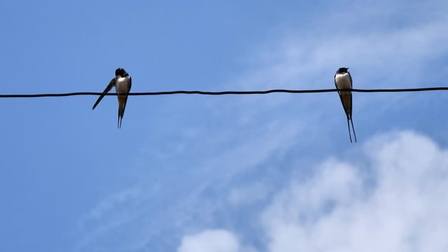 Two Barn Swallow ( Hirundo Rustica ) sitting on cable wire