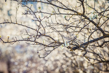 spring background of blooming plum tree