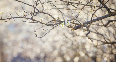 spring background of blooming plum tree
