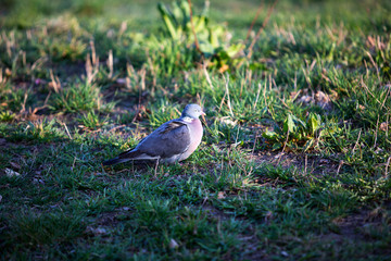 Dove on the grass.