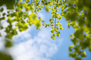 Looking up top trees the blue sky and blurred trees. Bright cloud in daytime is beautiful. Branch of tree is beautiful bright green leaf and It is refresh for looking on summer time.Natural background