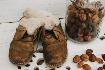 Perros Golden terrier  recién nacidos durmiendo en zapatos  del hogar
