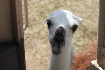 Obraz premium lama, llama, goat