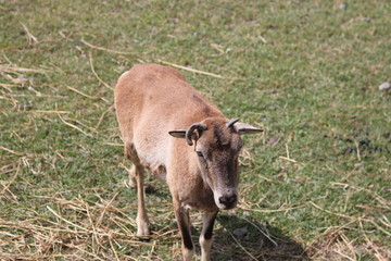 safari, saffari, ciervos, cabras