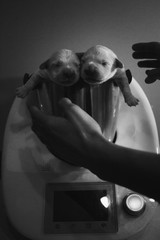 Perros golden terrier recién nacidos pesados en la cocina foto en blanco y negro 