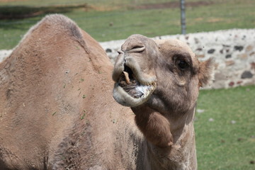 Obraz premium camel, camello