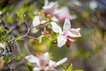 Garden in spring time. Close up of pink magnolia blossoms. Spring floral background with magnolia flowers. Blooming Magnolia tree. Selective focus. Concept of beautiful background.