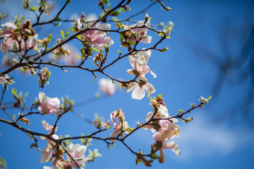 Garden in spring time. Close up of pink magnolia blossoms. Spring floral background with magnolia flowers. Blooming Magnolia tree. Selective focus. Concept of beautiful background.