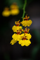Nice yellow dancing mini orchid flowers branch on dark background