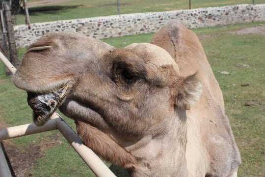 Camel, camello