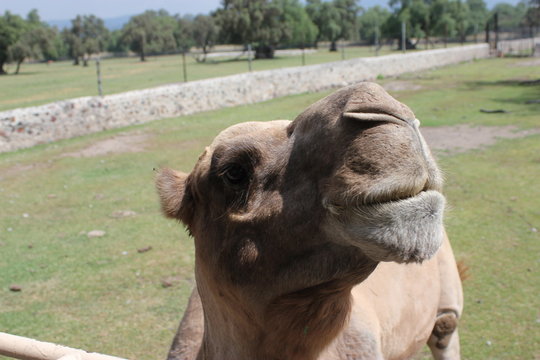 Camel, camello